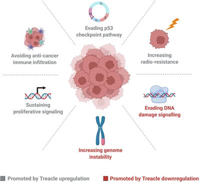 Treacle is Upregulated in Cancer and Correlates With Poor Prognosis